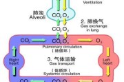 探秘附魔手套特效力量的秘密（揭开附魔手套背后的神秘力量）