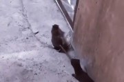 老鼠咬坏冰柜底，如何修复（解决冰柜底部老鼠咬坏的问题）