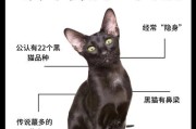 黑猫电脑配置在知乎上如何评价？