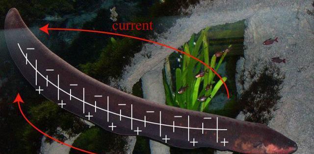 电鳗为什么会放电（揭秘电鳗放电的关键与注意事项）
