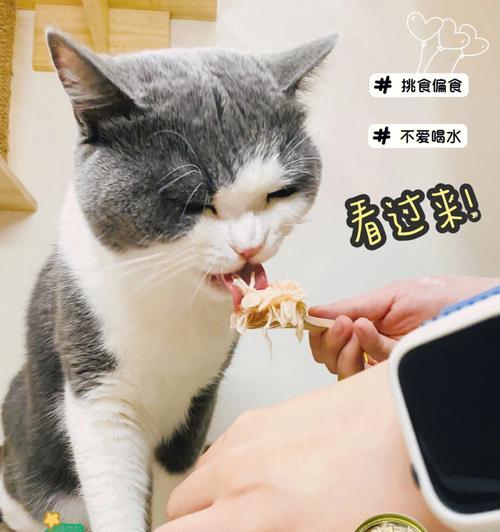 冬天猫不爱喝水怎么办（猫咪不爱喝水的原因分析及应对措施）