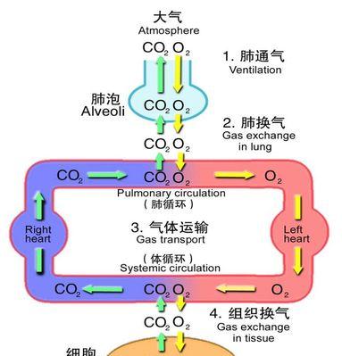 探秘附魔手套特效力量的秘密（揭开附魔手套背后的神秘力量）